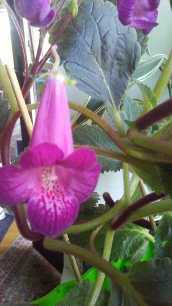 20180929_130519_Burst01 - GESNERIACEAE