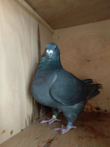  - Porumbei americani gigant