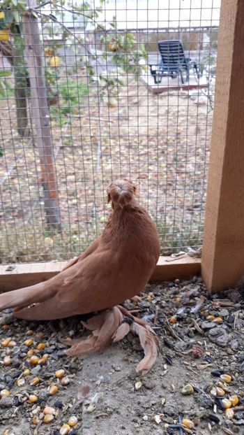  - JDB-unicolori GALBENI