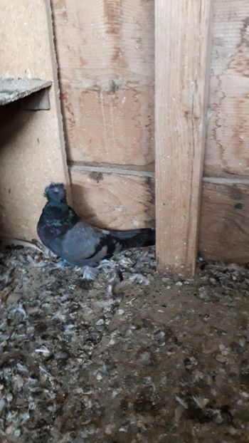  - JDB-unicolori ALBAȘTRI