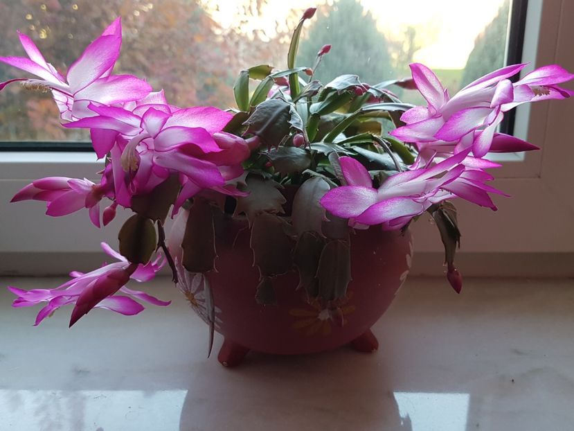 Am doar una, imi doresc si una galbena. - Schlumbergera sau Craciunita