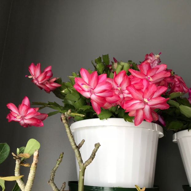  - 2018 Plante de interior