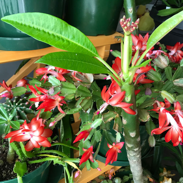  - 2018 Plante de interior