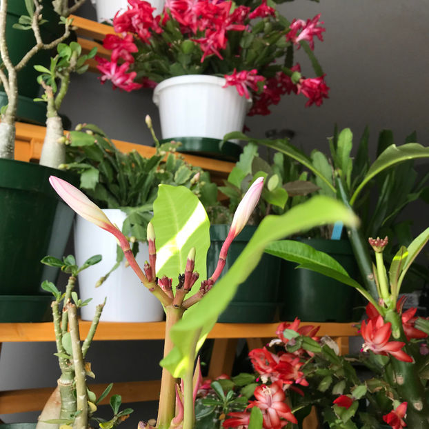  - 2018 Plante de interior