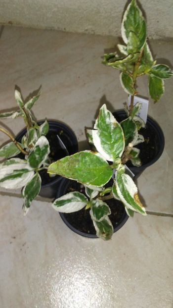 Hortensie variegata - Achizitii