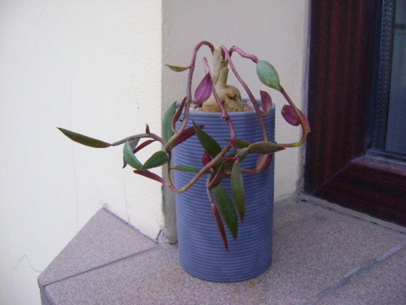Monadenium rubellum (Euphorbia neorubella) - Caudiciforme si bulbi 2018