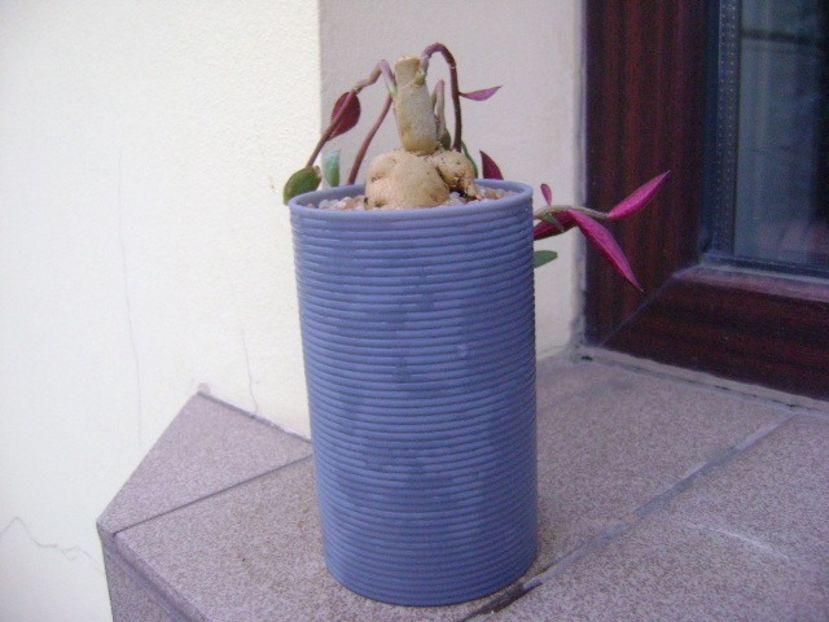 Monadenium rubellum (Euphorbia neorubella) - Caudiciforme si bulbi 2018