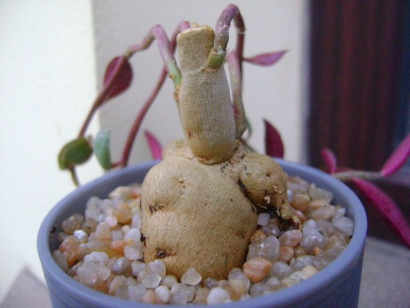 Monadenium rubellum (Euphorbia neorubella) - Caudiciforme si bulbi 2018