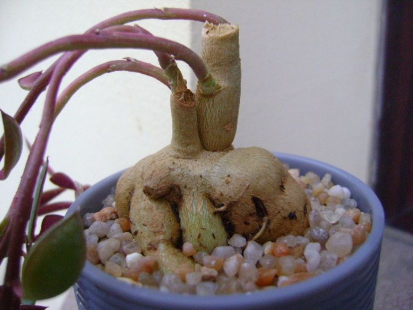 Monadenium rubellum (Euphorbia neorubella) - Caudiciforme si bulbi 2018