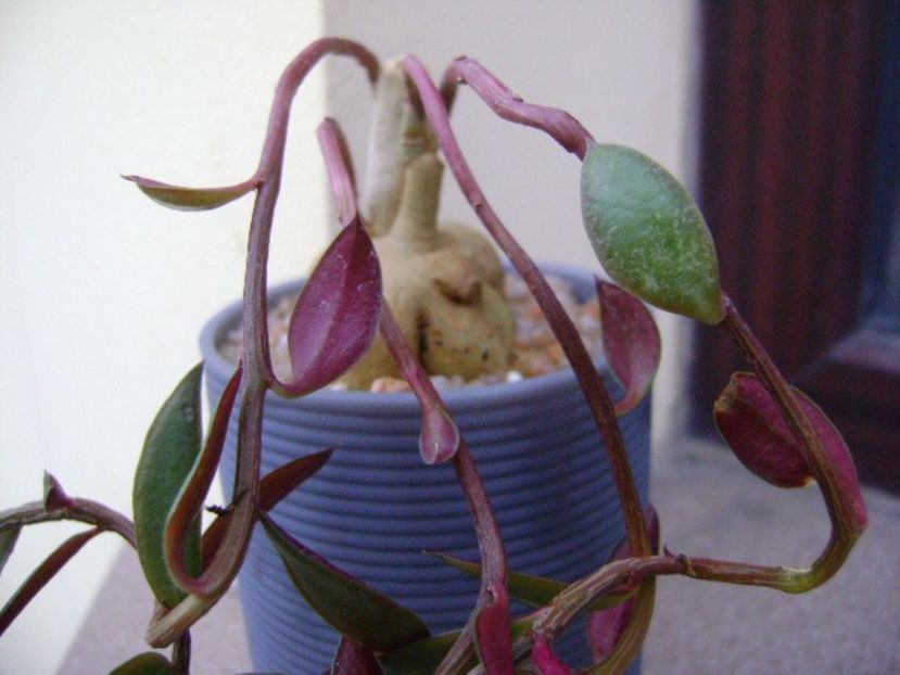 Monadenium rubellum (Euphorbia neorubella) - Caudiciforme si bulbi 2018