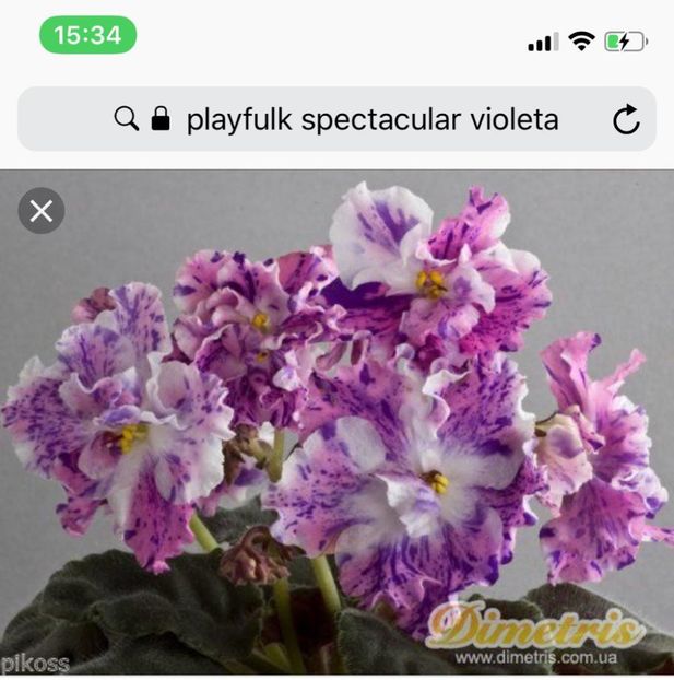 IMG-20181107-WA0004 Playful Spectrum! - Violete 2018