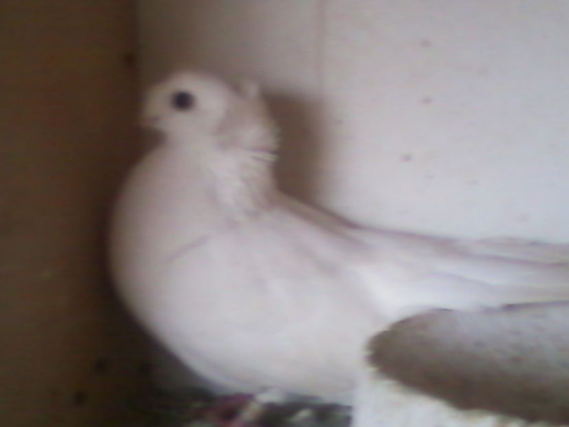 Fotografie-0002 - Generatii trecute