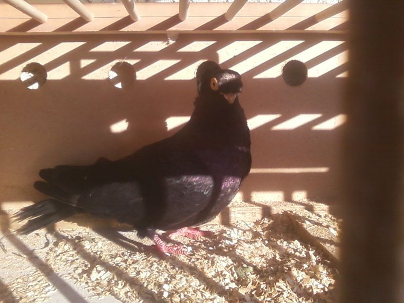 Fotografie-0001 - Generatii trecute