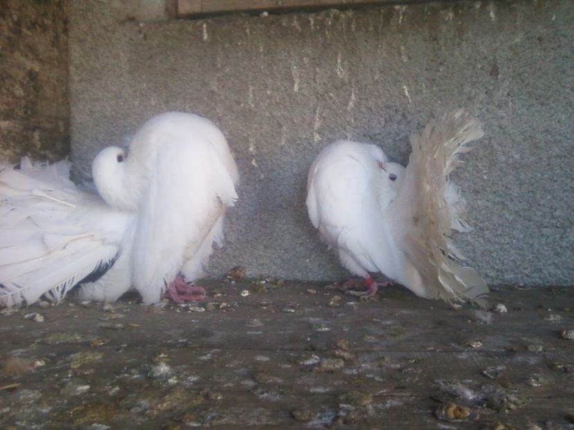 Fotografie-0018 - Generatii trecute