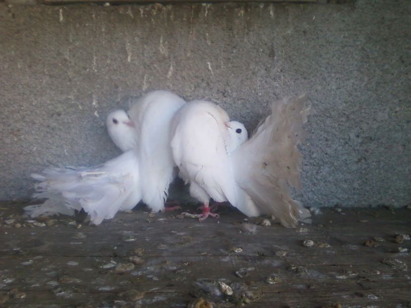 Fotografie-0019 - Generatii trecute