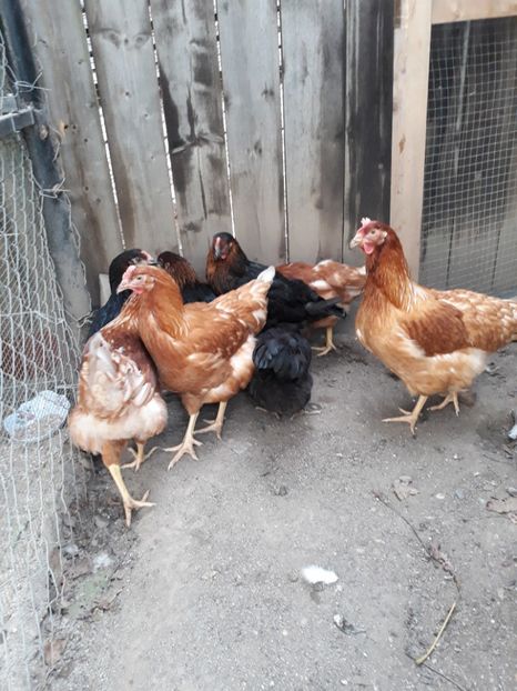  - 2018 Issa Brown și Moravia