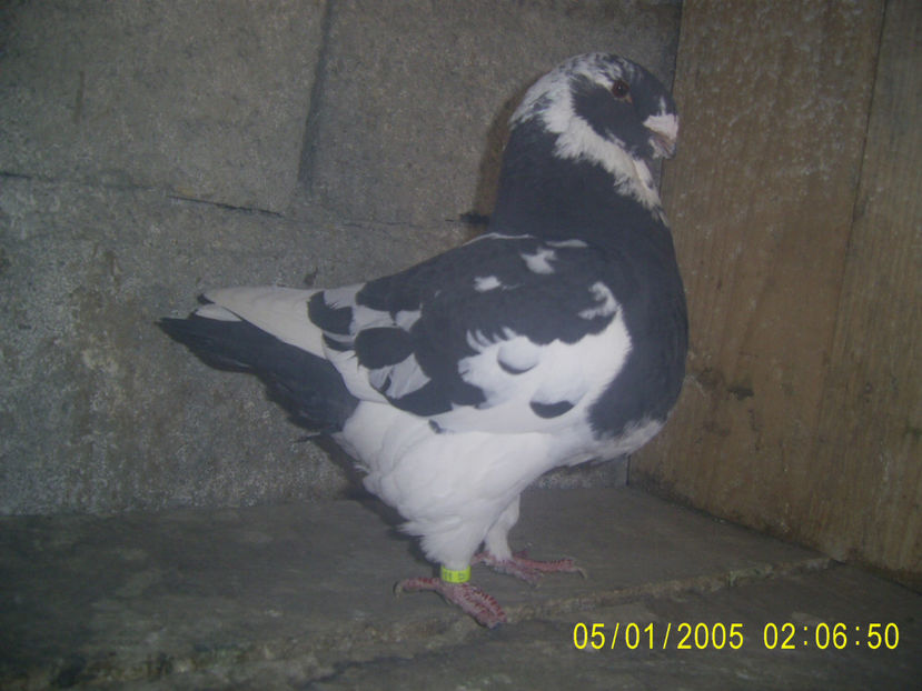 M - 2017 - americani baltati - perechi 2019