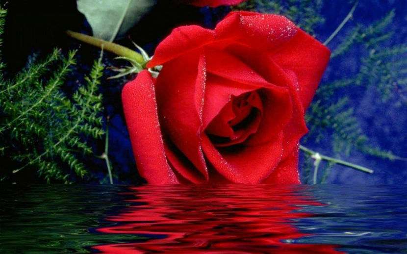 perechea nr. 1 - americani baltati - perechi 2019