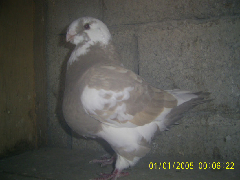 F - 2015 - americani baltati - perechi 2019