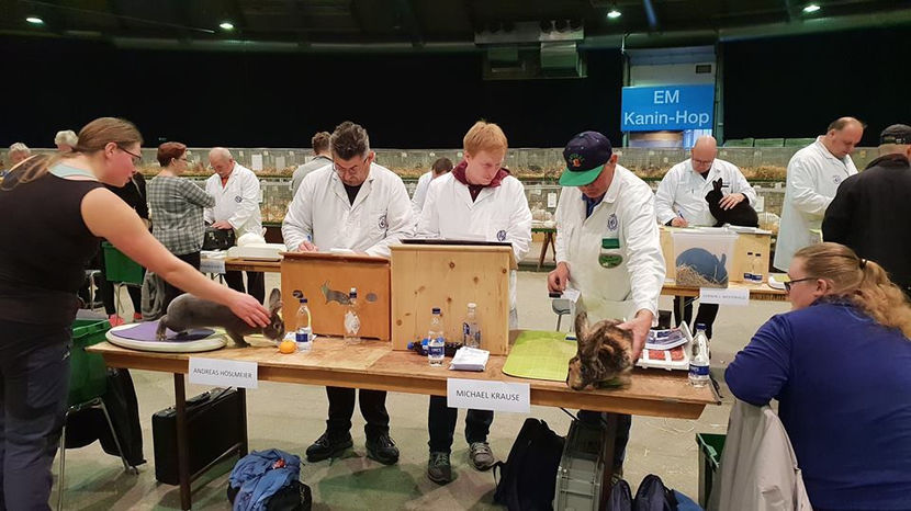  - EXPOZIȚIA EUROPEANĂ - HERNING 2018