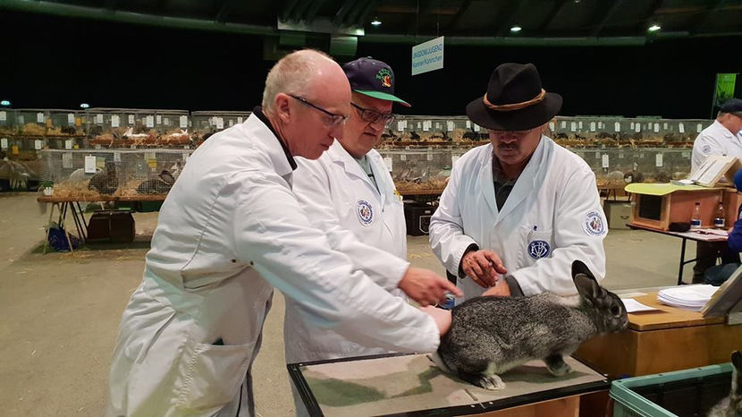  - EXPOZIȚIA EUROPEANĂ - HERNING 2018