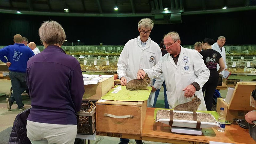  - EXPOZIȚIA EUROPEANĂ - HERNING 2018