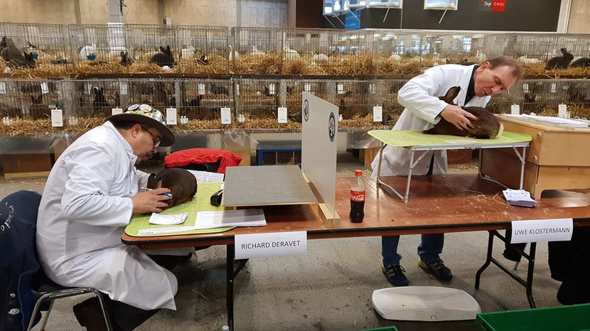  - EXPOZIȚIA EUROPEANĂ - HERNING 2018