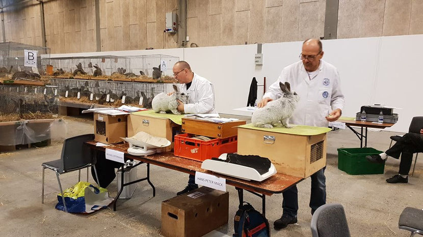  - EXPOZIȚIA EUROPEANĂ - HERNING 2018