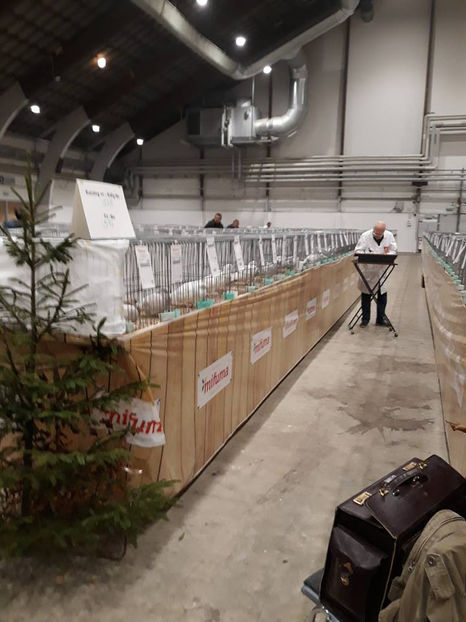  - EXPOZIȚIA EUROPEANĂ - HERNING 2018