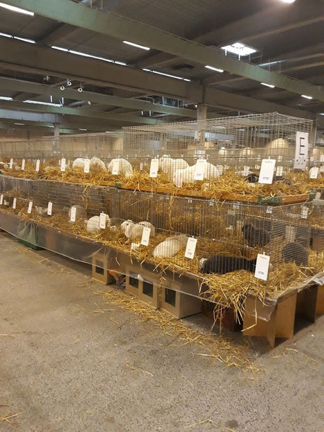  - EXPOZIȚIA EUROPEANĂ - HERNING 2018