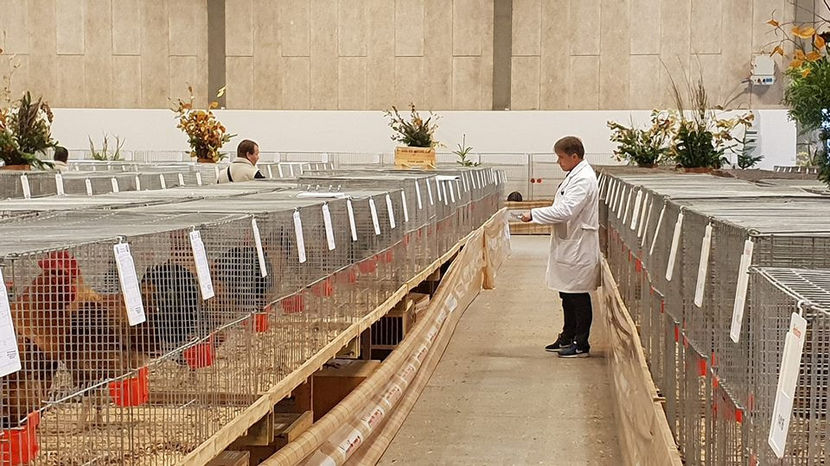  - EXPOZIȚIA EUROPEANĂ - HERNING 2018