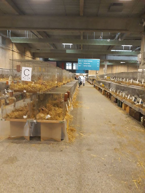  - EXPOZIȚIA EUROPEANĂ - HERNING 2018