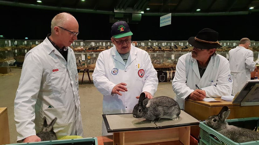  - EXPOZIȚIA EUROPEANĂ - HERNING 2018