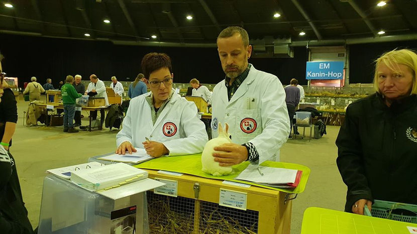  - EXPOZIȚIA EUROPEANĂ - HERNING 2018