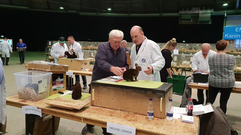  - EXPOZIȚIA EUROPEANĂ - HERNING 2018