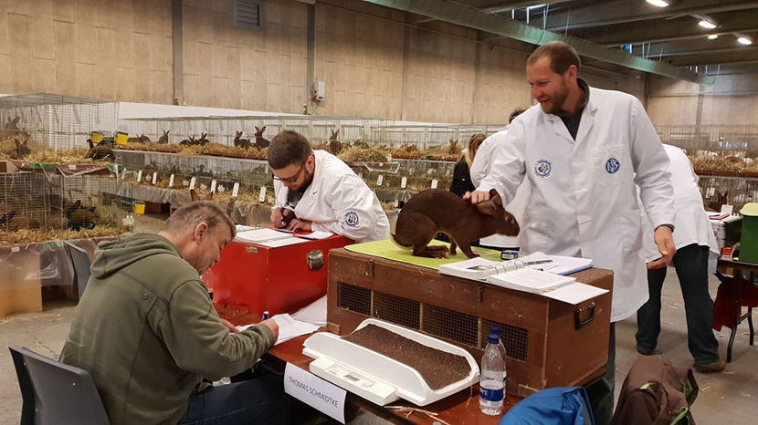  - EXPOZIȚIA EUROPEANĂ - HERNING 2018