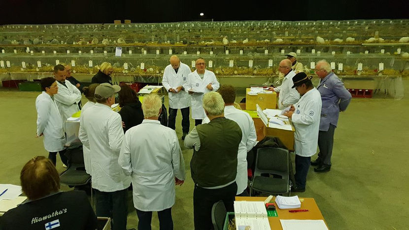  - EXPOZIȚIA EUROPEANĂ - HERNING 2018