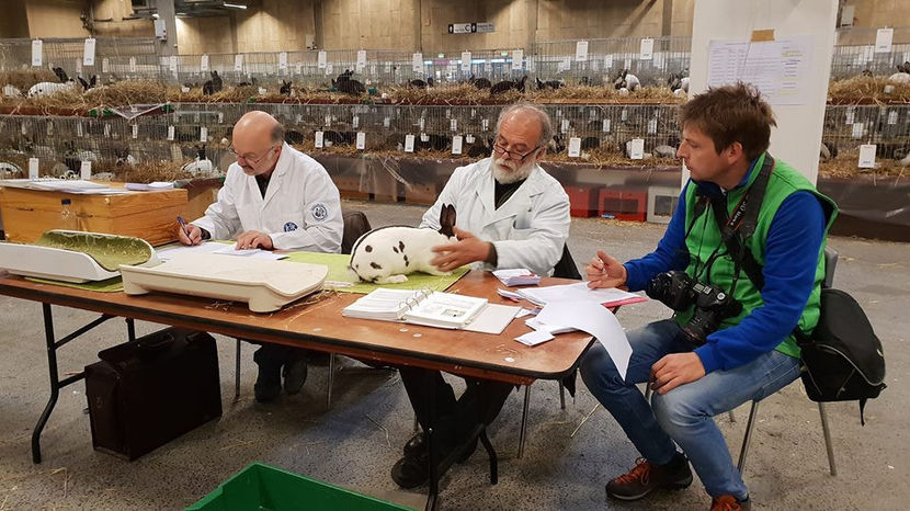  - EXPOZIȚIA EUROPEANĂ - HERNING 2018