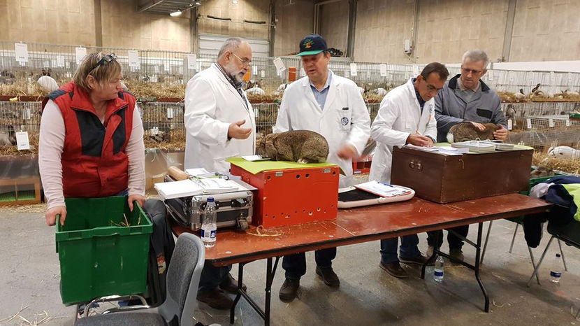  - EXPOZIȚIA EUROPEANĂ - HERNING 2018