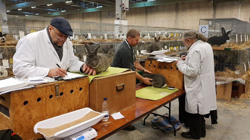  - EXPOZIȚIA EUROPEANĂ - HERNING 2018