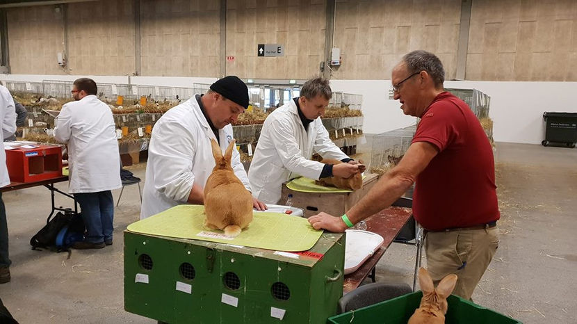  - EXPOZIȚIA EUROPEANĂ - HERNING 2018