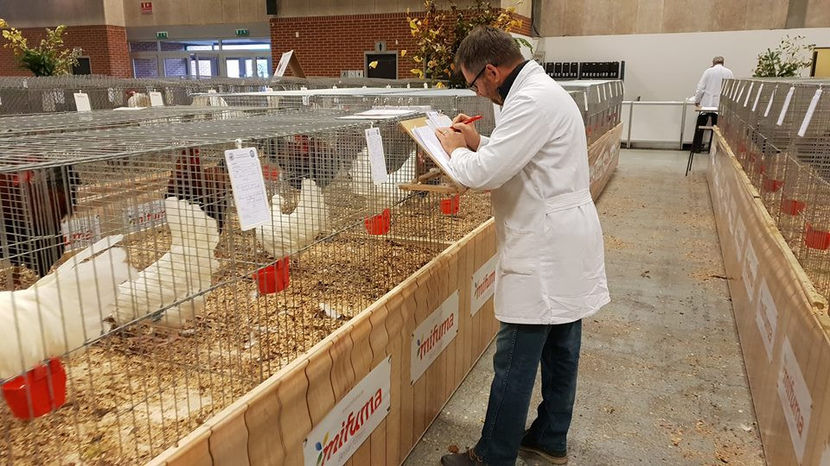  - EXPOZIȚIA EUROPEANĂ - HERNING 2018