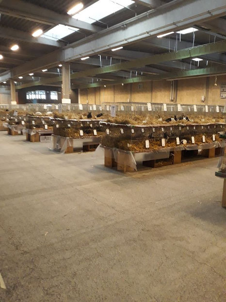  - EXPOZIȚIA EUROPEANĂ - HERNING 2018