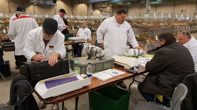  - EXPOZIȚIA EUROPEANĂ - HERNING 2018