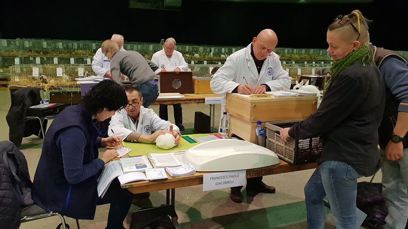  - EXPOZIȚIA EUROPEANĂ - HERNING 2018