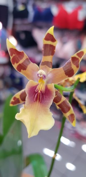 Miltonia Clowesii - Orhideele mele 2018