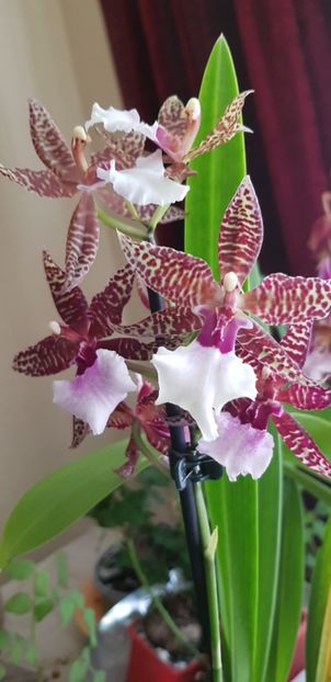  - Orhideele mele 2018