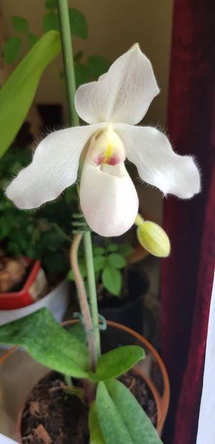 Papiophedilum deperle - Orhideele mele 2018