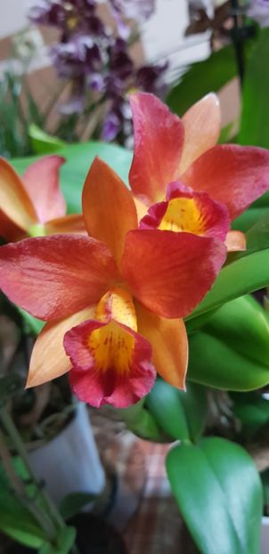 cattleya laelia milleri - Orhideele mele 2018