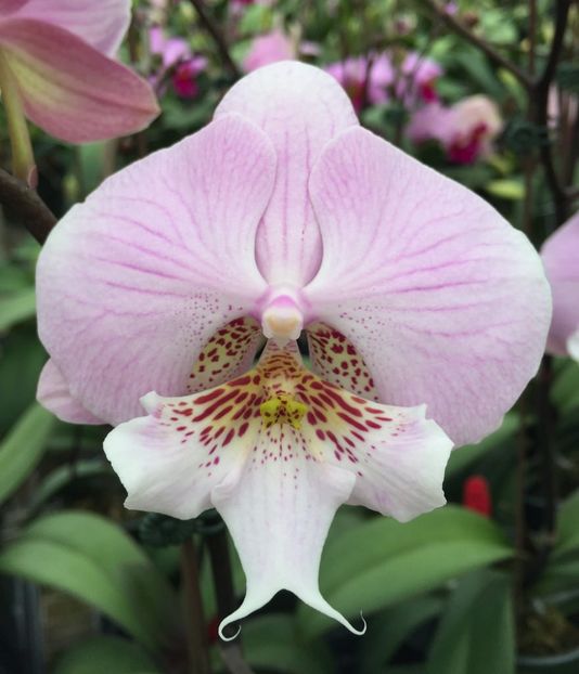 Phalaenopsis Younghome Princess  - Orhideele mele 2018